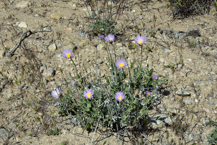 Mojave Woodyaster is a native shrubby plant that grows at elevations between 2,000 and 3,500 feet in Arizona and from 700 to 6,500 feet in California. Photo taken near Bagdad, Arizona. Xylorhiza tortifolia
